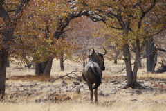 Connochaetes taurinus taurinus