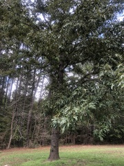 Quercus