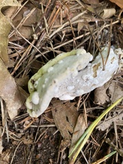 Hypomyces