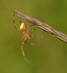 Araniella displicata