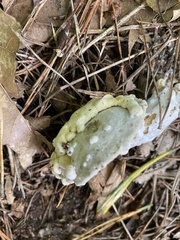 Hypomyces