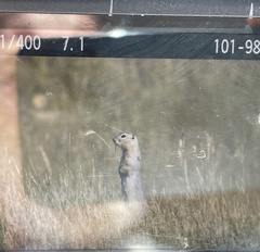 Urocitellus richardsonii
