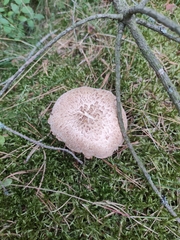 Neolentinus lepideus