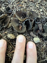 Pseudoplectania nigrella