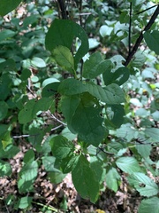 Celastrus orbiculatus