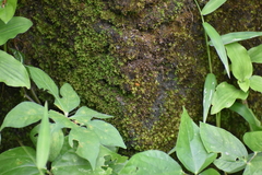 Tortula muralis