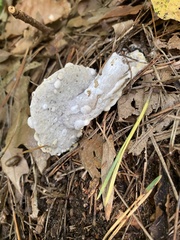 Hypomyces
