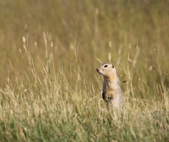 Urocitellus richardsonii