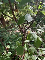 Celastrus orbiculatus