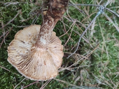 Neolentinus lepideus