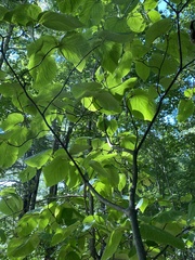 Viburnum lantanoides