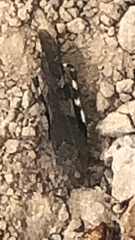 Trimerotropis fontana