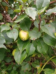 Malus sylvestris