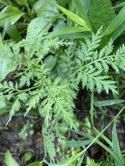 Artemisia annua