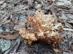 Sparassis spathulata