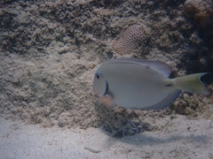 Acanthurus tractus