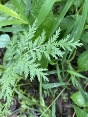 Artemisia annua