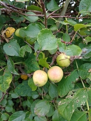 Malus sylvestris