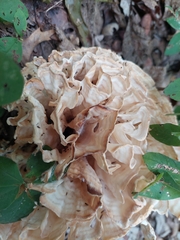 Sparassis spathulata