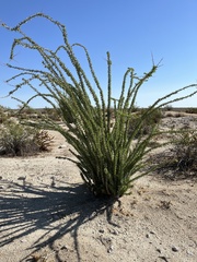 Fouquieria splendens