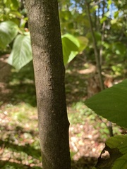 Viburnum lantanoides