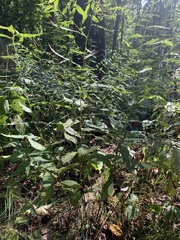 Symphyotrichum shortii