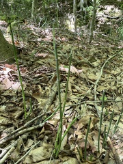 Equisetum hyemale