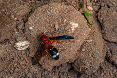 Synagris aestuans rufa