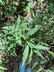 Symphyotrichum shortii