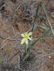 Moraea pallida