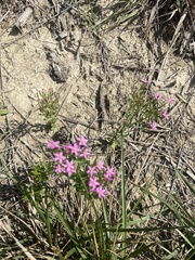 Centaurium pulchellum