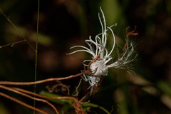 Flatidae