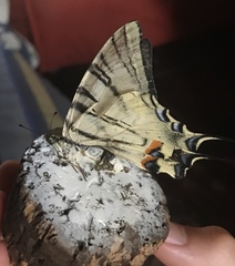 Iphiclides podalirius