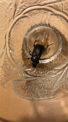 Nicrophorus humator