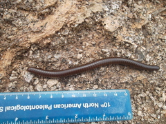 Myriapoda