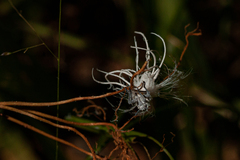 Flatidae