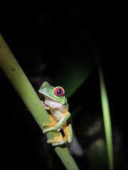 Agalychnis callidryas