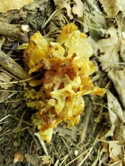 Sebacina sparassoidea