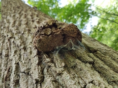 Agrobacterium radiobacter