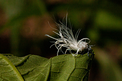 Flatidae
