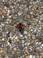 Sphecius