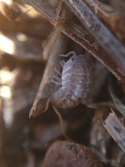 Armadillidiidae