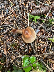Cortinarius obtusus