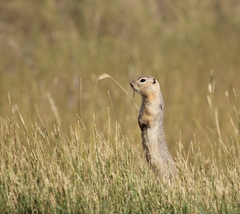 Urocitellus richardsonii