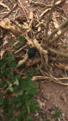 Cysteodemus wislizeni