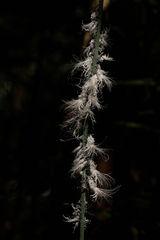 Flatidae