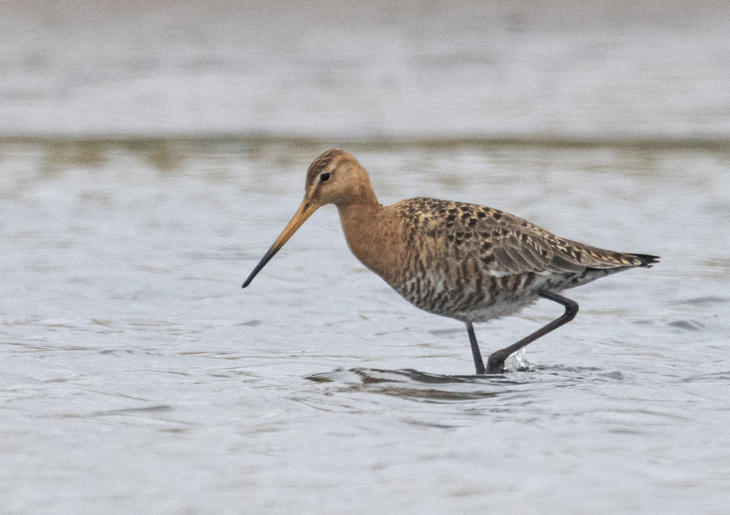 Godwits