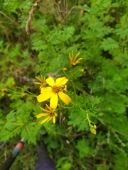 Asteraceae