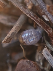 Armadillidiidae