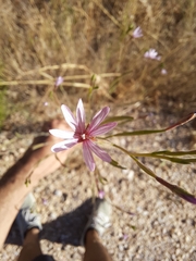 Epilobium brachycarpum (Epilobium brachycarpum)